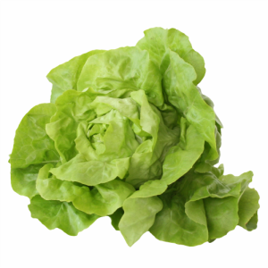 SAŁATA MASŁOWA SZT